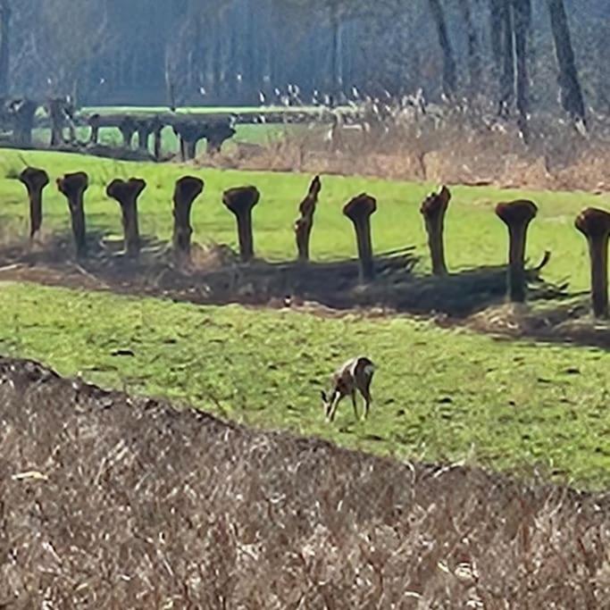Countryside, Langbroek / Doorn